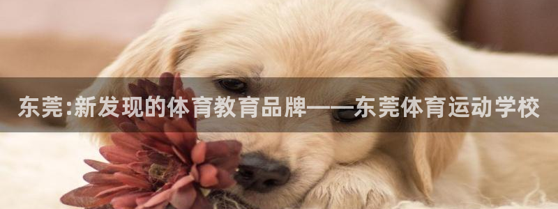 尊龙官网下载招商电话号码：东莞:新发现的体育教育品牌